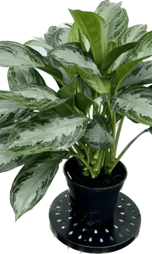 8" Aglaonema Silver Bay