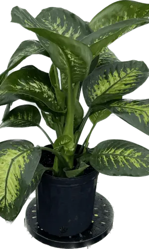 8" Dieffenbachia Tropic Snow