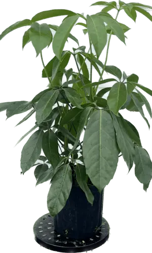8" Schefflera Amate