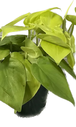 4" Philodendron Lemon Lime