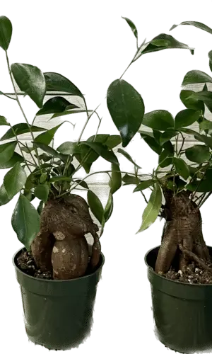 4" Ficus Microcarpa Ginseng