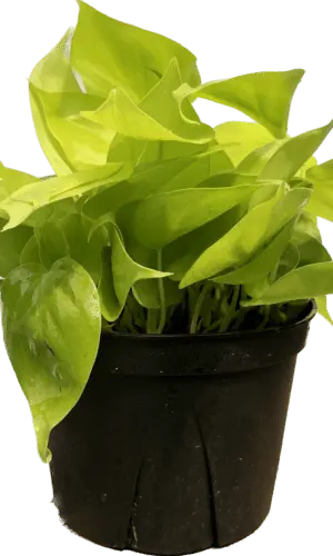 6" Philodendron Lemon Lime