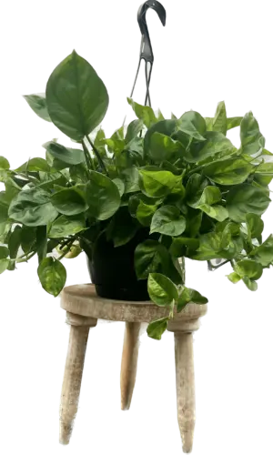 8" HB Pothos Global Green