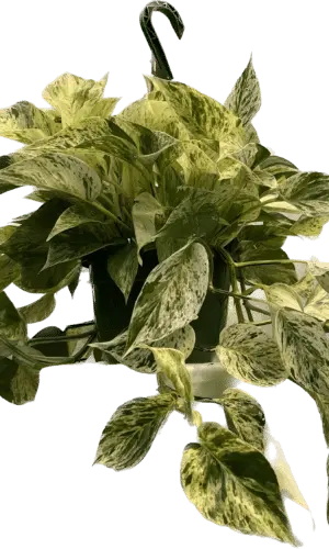 8" HB Marble Queen