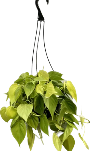 8" Philodendron Lemon Hanger