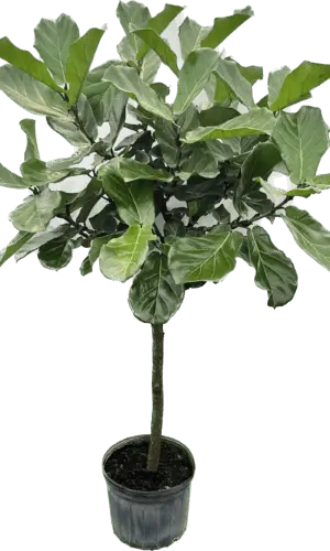 14" Fiddle Fig (Tree)