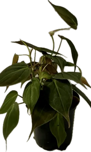 4" Philodendron Mican