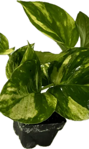 3" Pothos Golden
