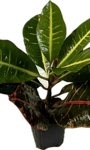 3" Croton Petra
