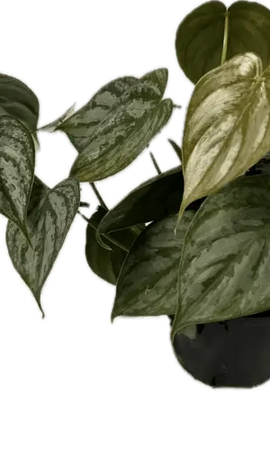 4" Philodendron Brandi