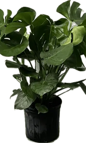 10" Split Leaf
