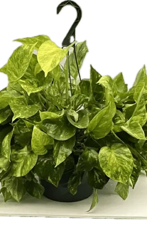 8" Pothos Golden Hanger
