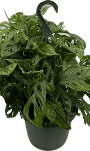 8" Philodendron Swiss Cheese Hanger