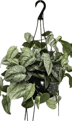 8" Scindapsus Silver Satin Hanger