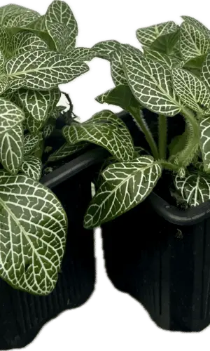 3" Fittonia White