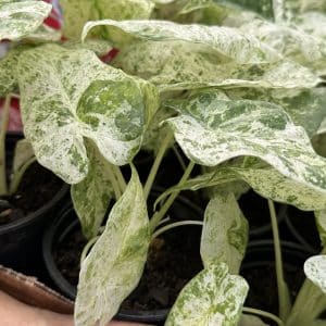 4" Alocasia Macrorrhiza Variegata