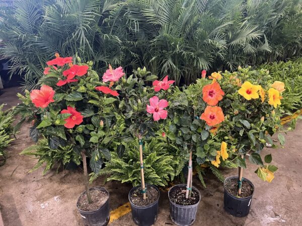 10" Hibiscus Premium (Tree)