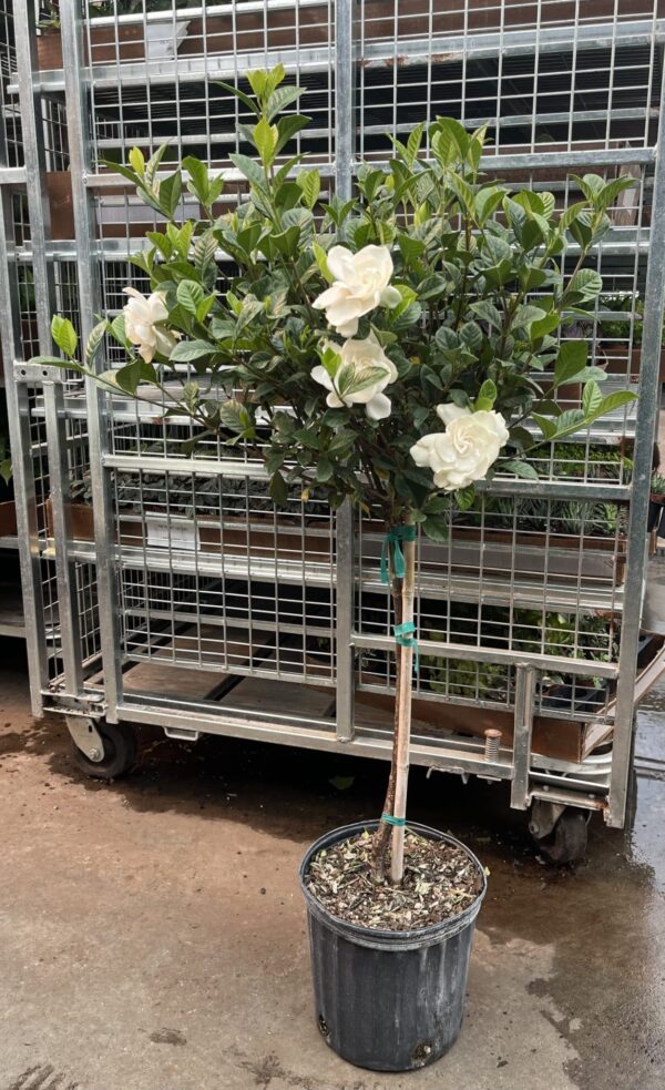 10" Gardenia (Tree)