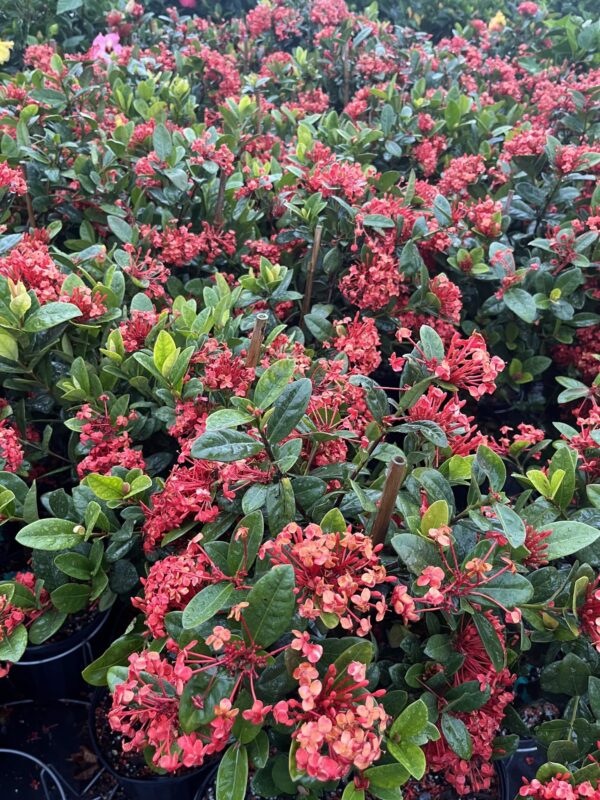 10" Ixora (Braid)