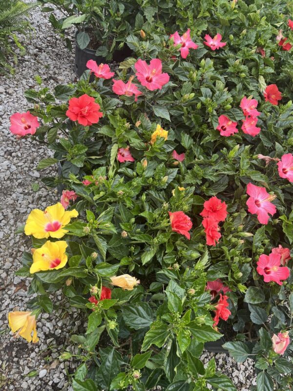 10" Hibiscus Bush