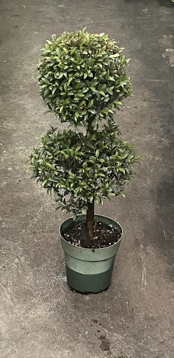 6" Eugenia 2-Ball