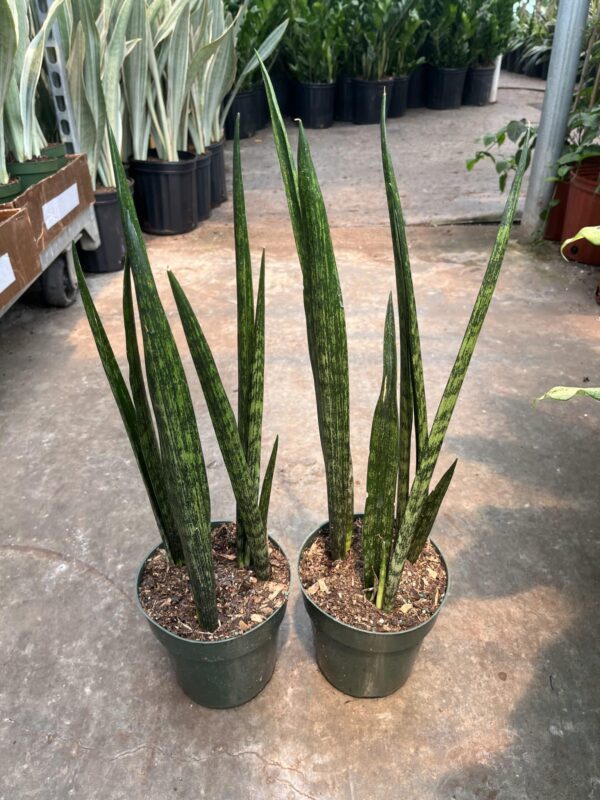 6" Sansevieria Snake Skin