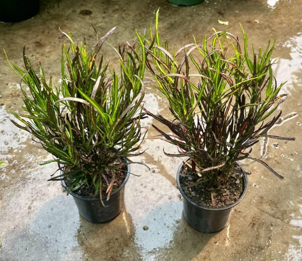 4" Croton Picasso