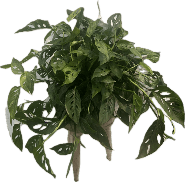 10" Hanging Philodendron Swiss Cheese