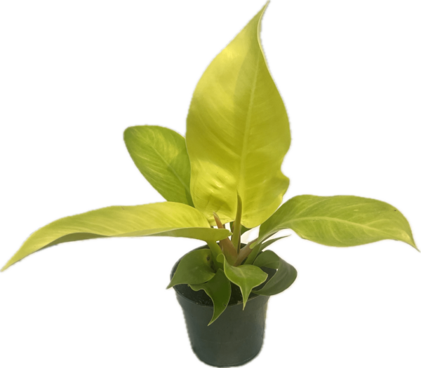 4" Philodendron Moonlight