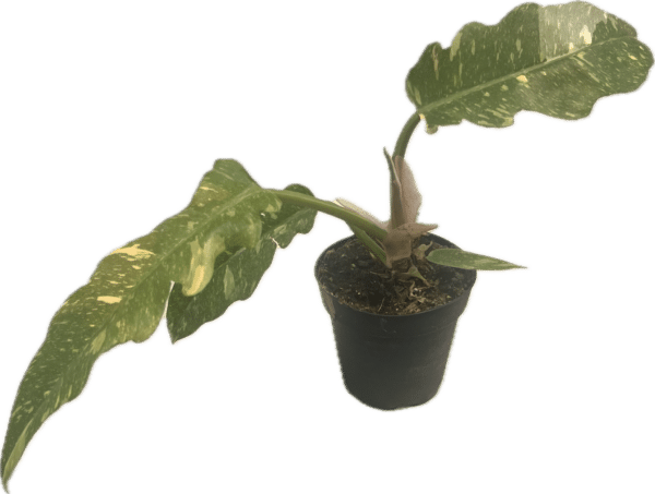 4" Philodendron Ring of Fire - Image 3