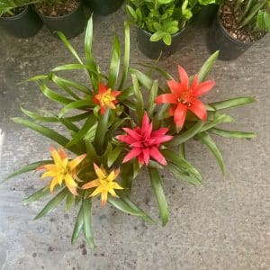 6" Bromeliad Guzmania Exotic