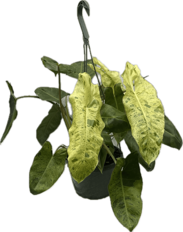 8" Philodendron Paraiso Verde Hanger