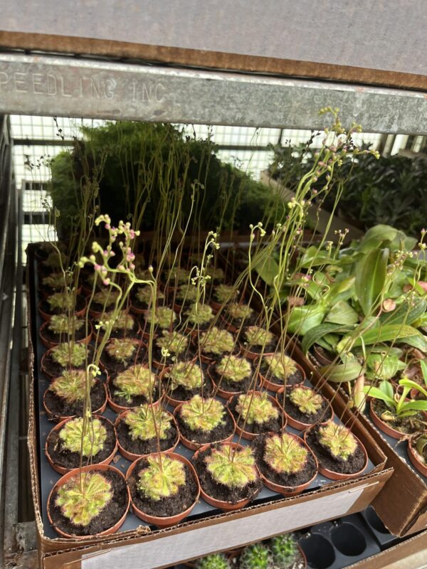 2" Carnivorous Sundew