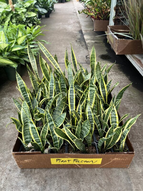 3" Sansevieria asst