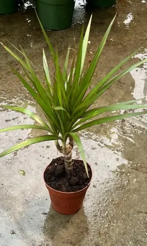 4" Margi Cane