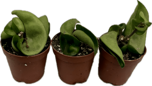 2" Hoya Rope