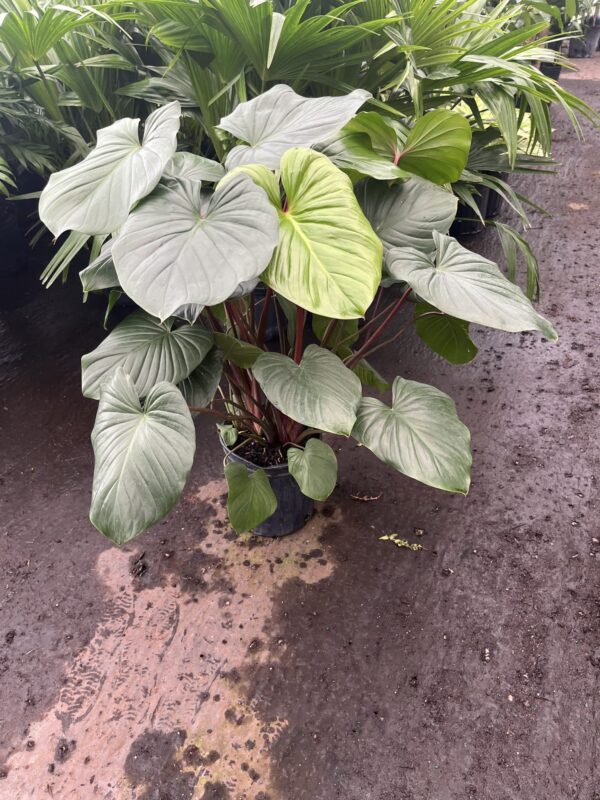 8" Homalomena Red Stem