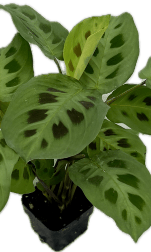 3" Maranta Green
