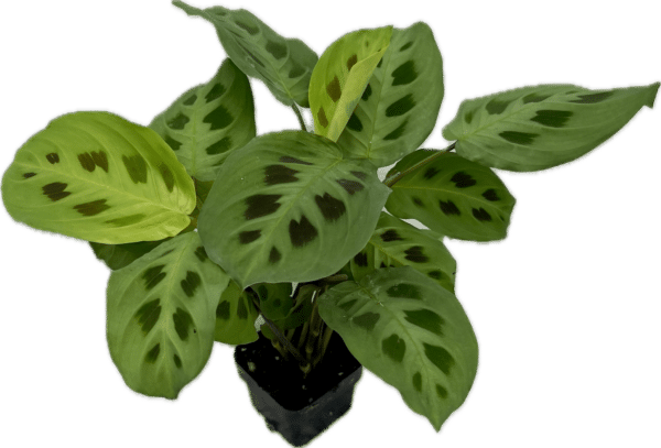 3" Maranta Green