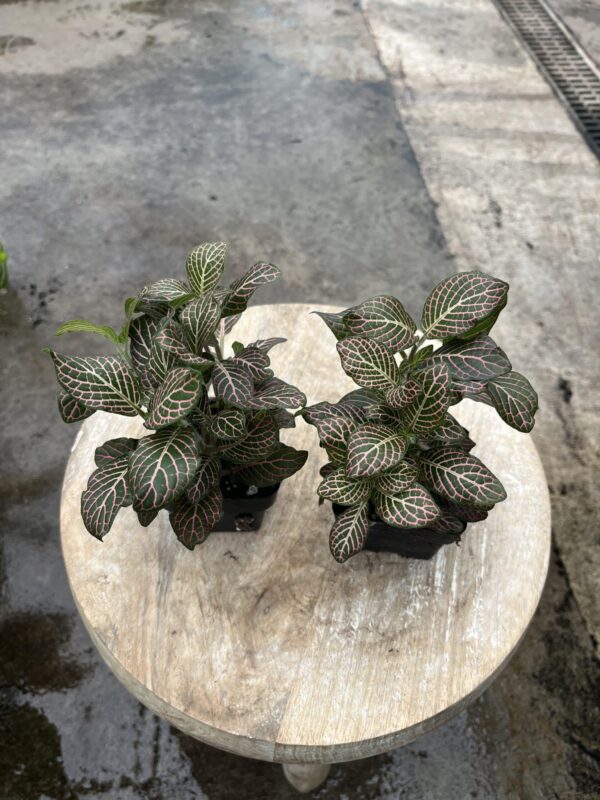 3" Fittonia Pink