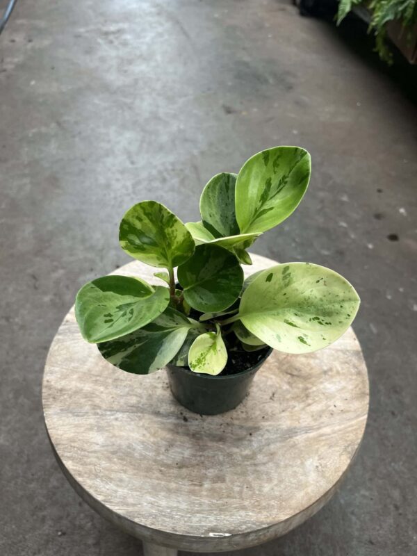 4" Peperomia Variegated - Image 2