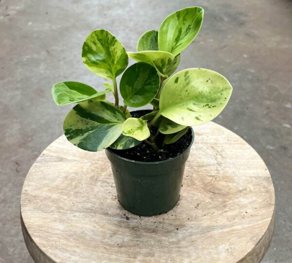 4" Peperomia Variegated