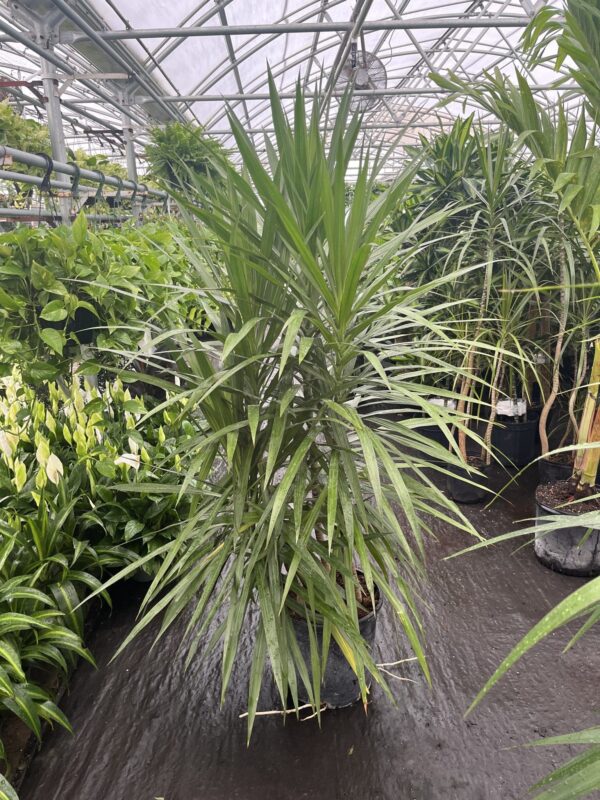 14" Dracaena Tarzan Staggered