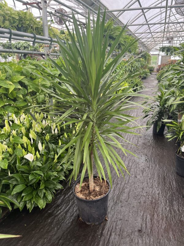 14" Tarzan Tree