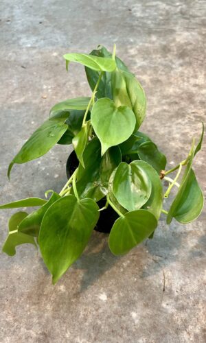 4" Philodendron Cordatum