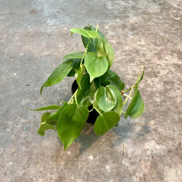 4" Philodendron Cordatum