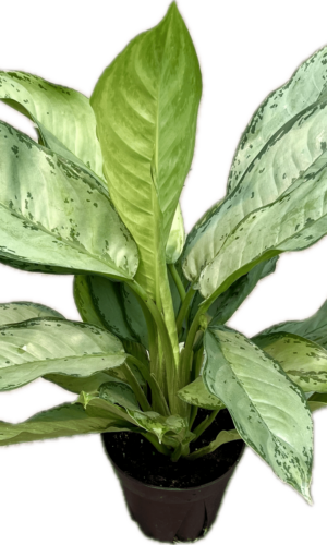 6" Aglaonema BJ Freeman
