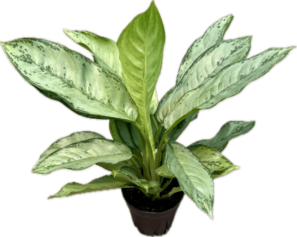 6" Aglaonema BJ Freeman
