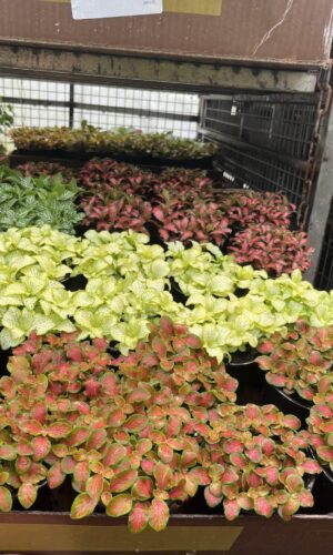 4" Fittonia Tissue Culture