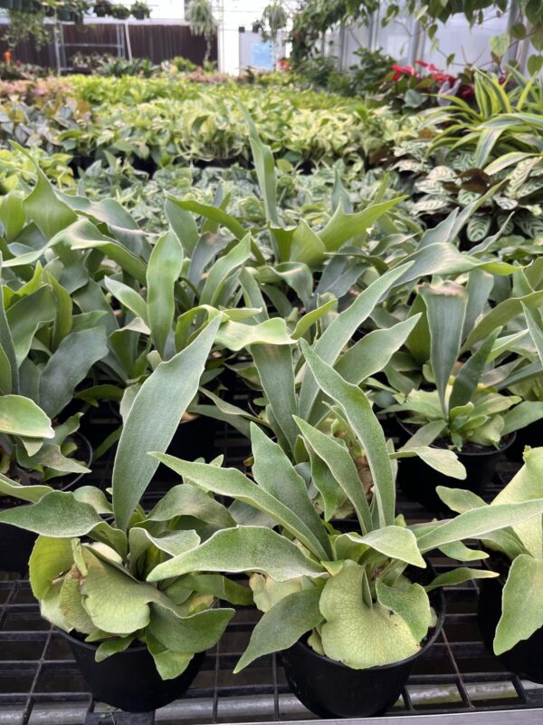 6" Fern Staghorn - Image 2